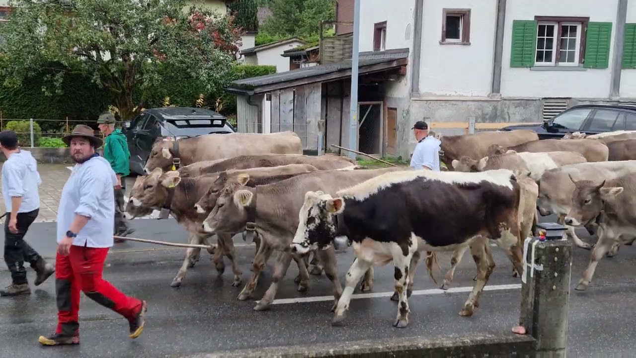 Alpabfahrt zischtig 27,09,2022, Klausen Pass Kanton Glarus