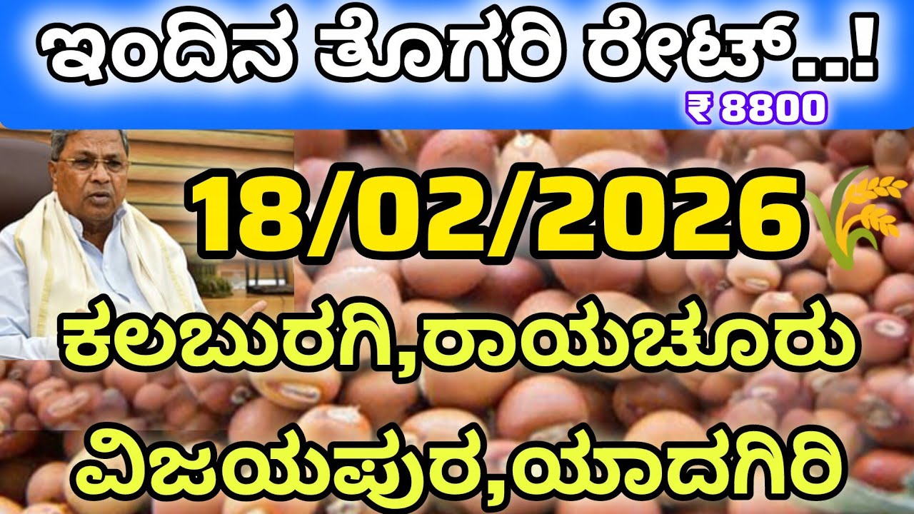 ಇಂದಿನ ತೊಗರಿ ರೇಟ್ ರಾಯಚೂರು l ಯಾವ ಜಿಲ್ಲೆಗಳಲ್ಲಿ ರೇಟ್ ಎಷ್ಟು ನೋಡಿ l #apmc #raichur #market #togari #2026 