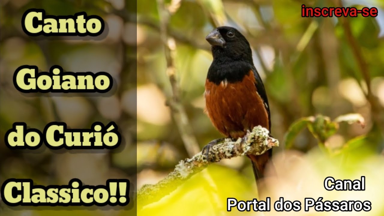 CANTO LINDO do Curió Goiano Clássico 🐦😎 Canto Relaxante ♡ Birds Sounds / bird singing