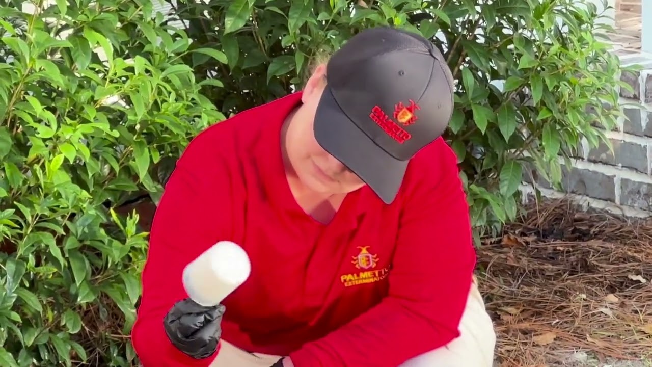 How Do Termite Bait Stations Work? Watch and Learn!