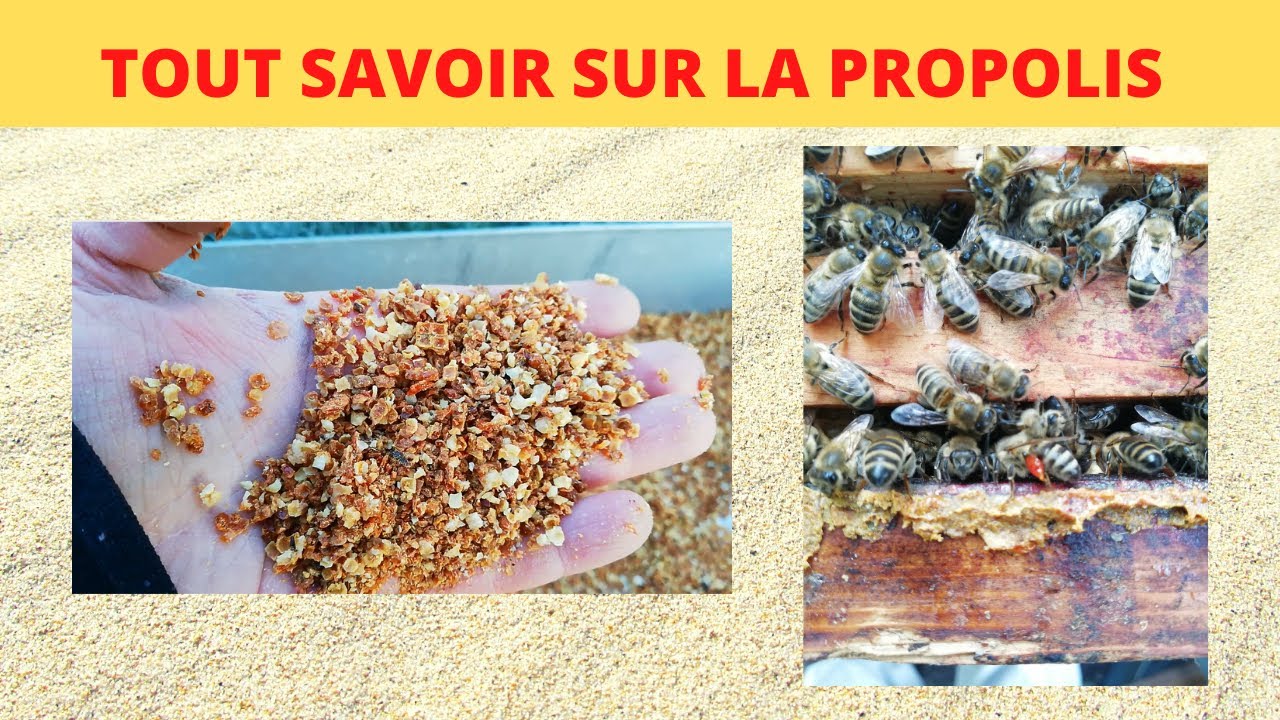 récolter et préparer la propolis