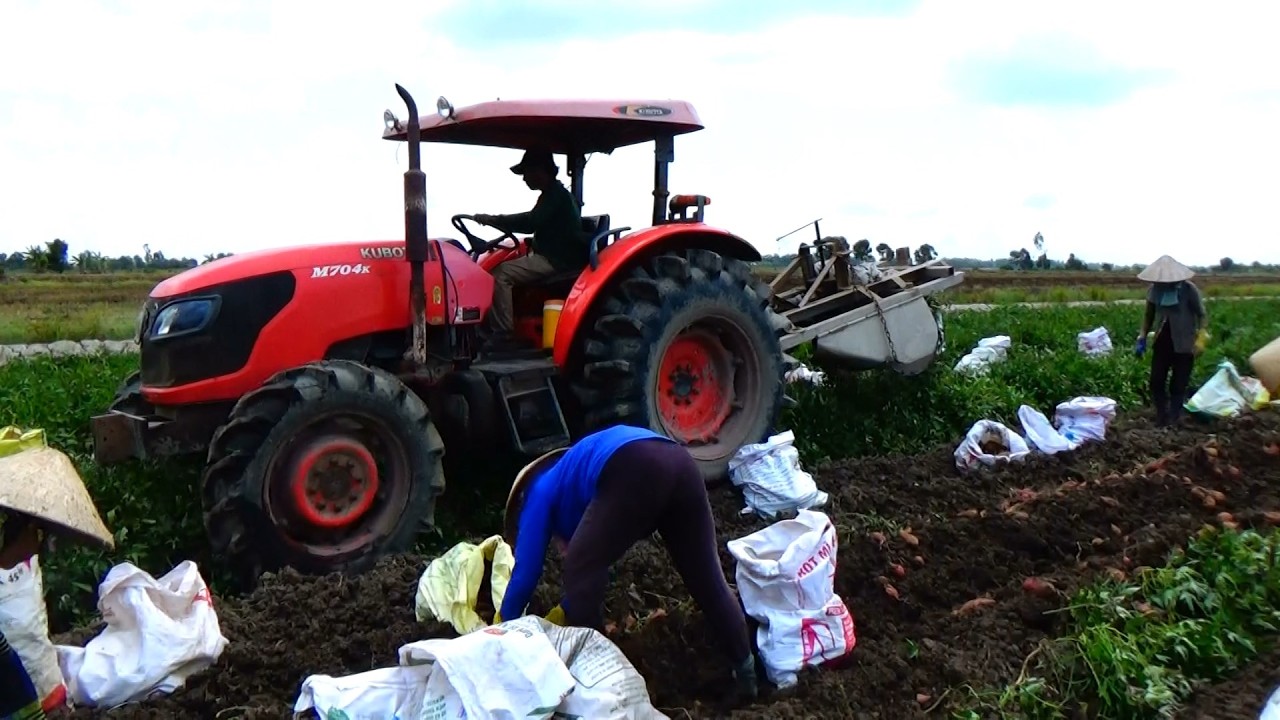 Thu hoạch Khoai lang bằng máy cày Kubota M704K quá đỉnh
