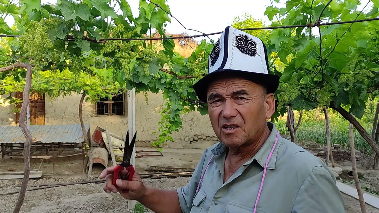 Сугдиёна зур майизбоп узум.👍🍇Вошини кискартириш.