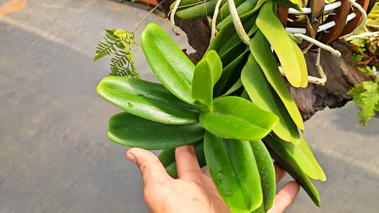 Chia tay lô quế tím khủng nhất Việt Nam 