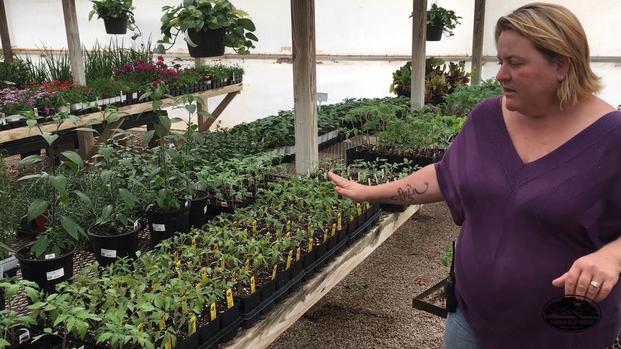 Planting and Growing Tomatoes