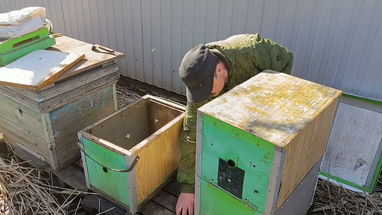 Посмотрим силу пчелосемей. 