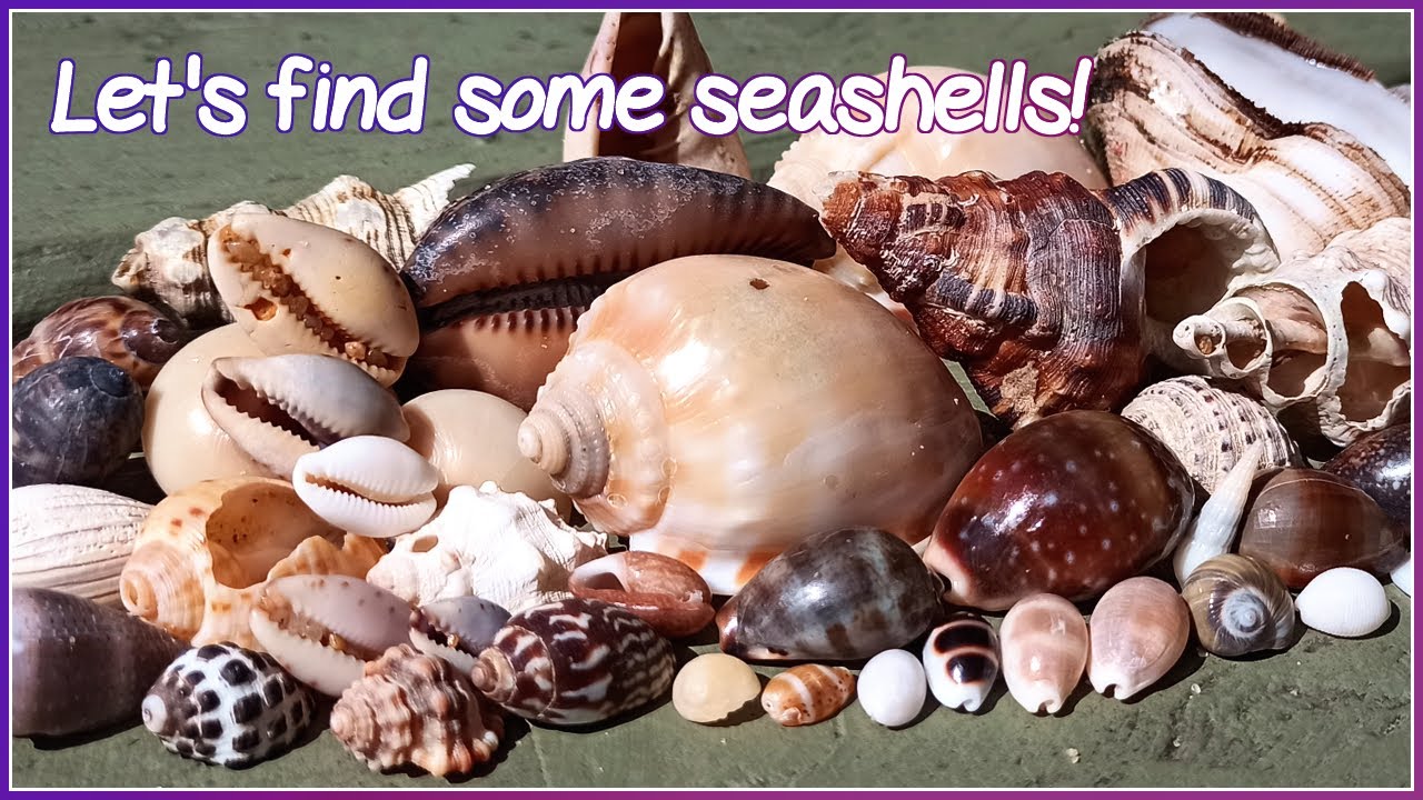 Finding Seashells after a Storm | Shelling Jackpot!!!