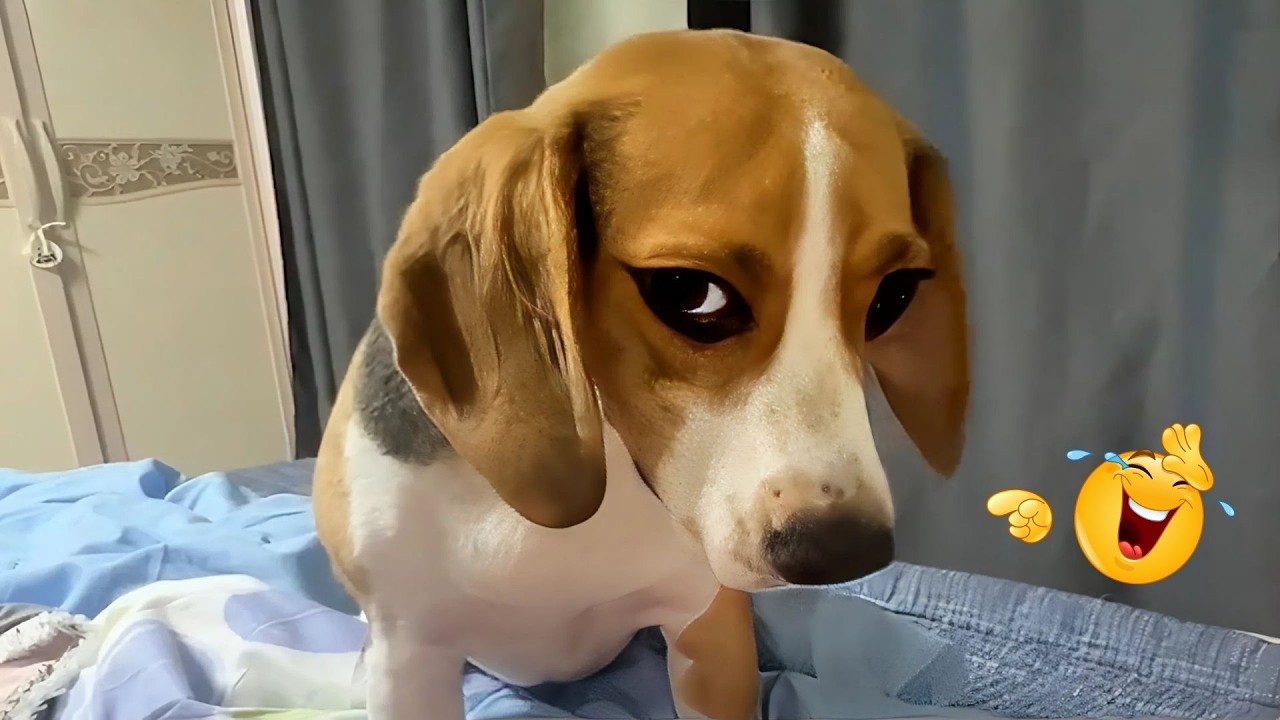 These Dog Videos of the Year Will Make You Laugh Way Too Hard 😂🐶
