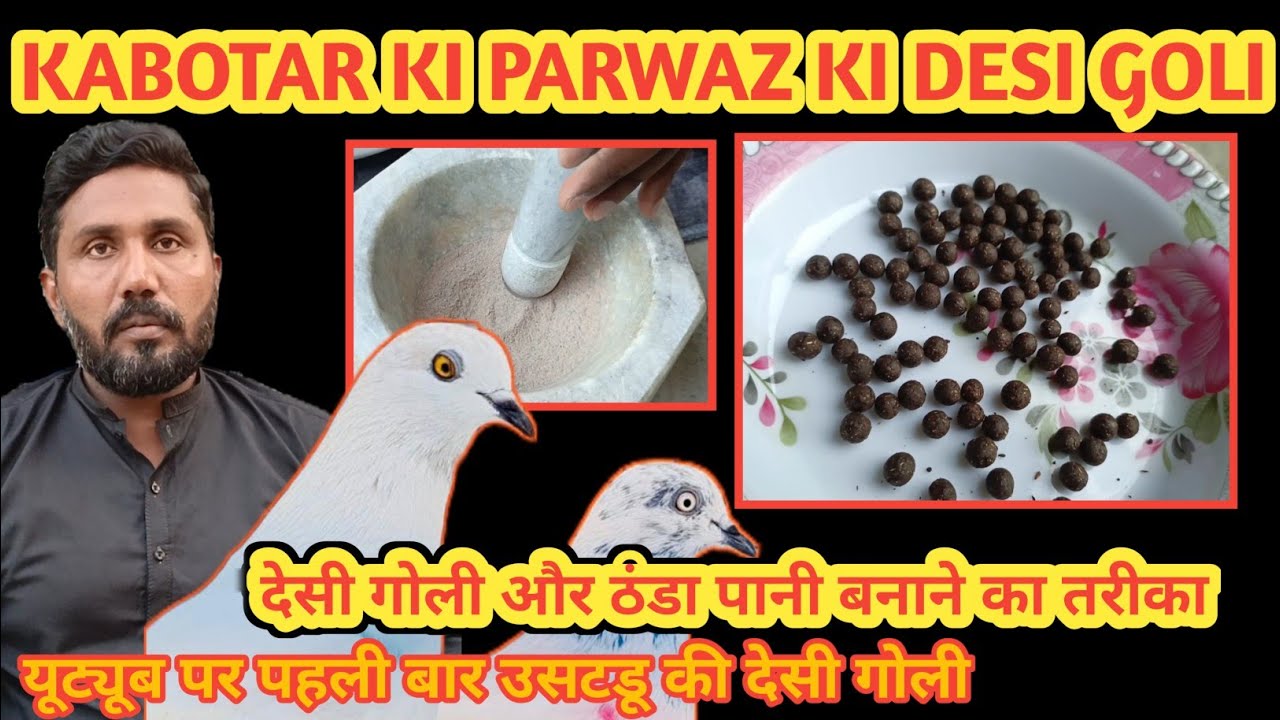 KABOTAR KI PARWAZ KI PURE DESI GOLI|| देसी गोली और ठंडा पानी बनाने का तरीका #aliimranpigeonsvlog