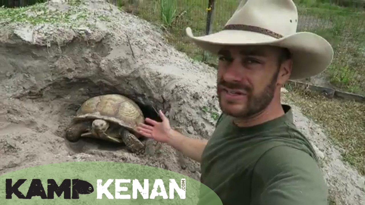 Sulcata Burrowing vs Nesting (kamp kenan)