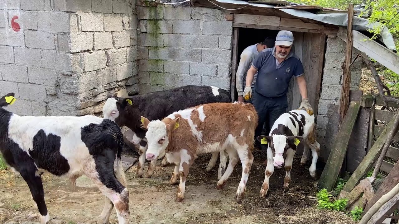 НАШИ НОВОРОЖДЕННЫЕ ТЕЛЯТА