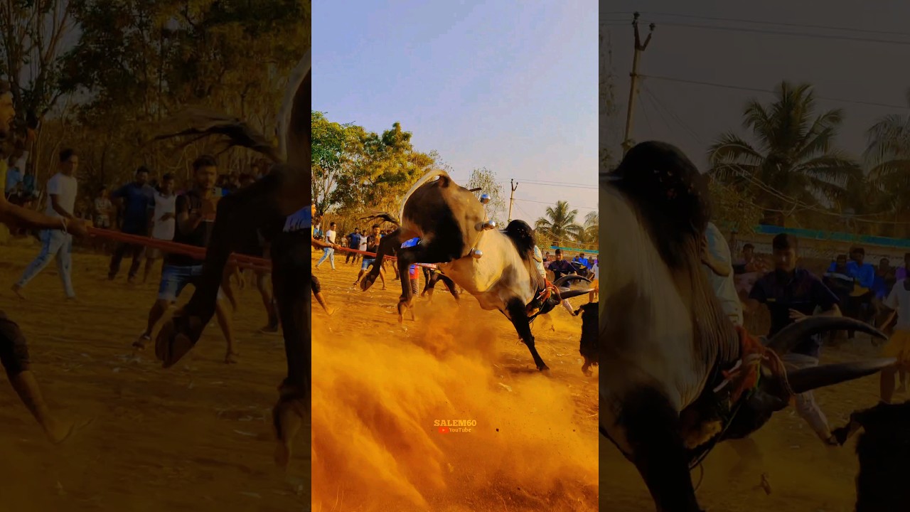 adraaa..🎶👿mass Speed Bull 🚨Kangayam #Eruthattam #shorts