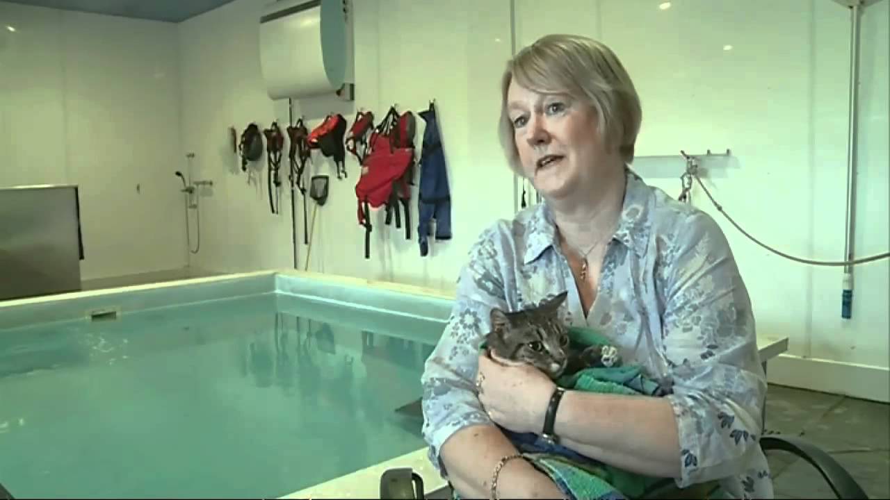 Paralysed cat takes swimming lessons