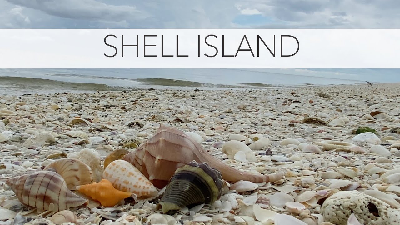 Shelling on Shell Island. A private shelling tour at low tide to find beach treasures!