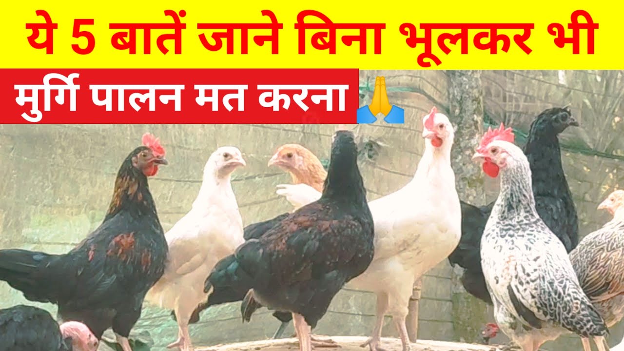 ये 5 बातें जाने बिना भूलकर भी मुर्गि पालन मत करना(Free range local chicken farming)
