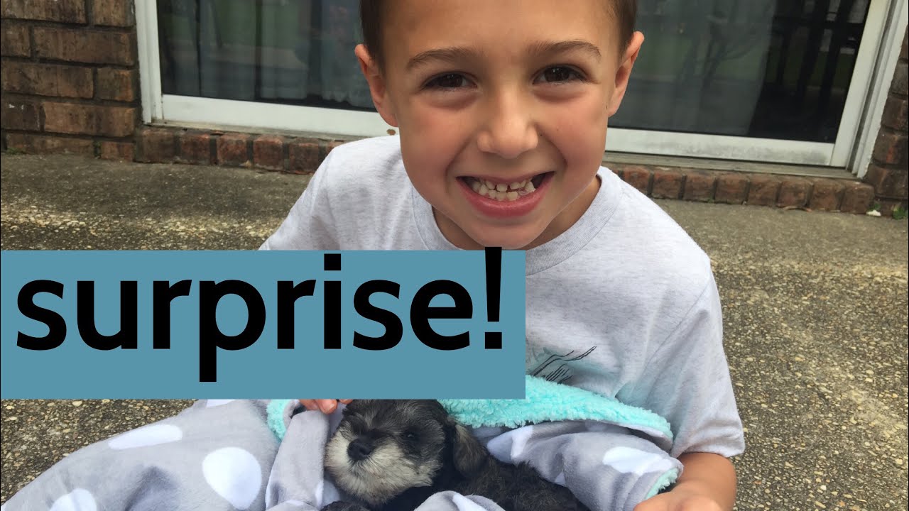 Suprising kids with the cutest miniature schnauzer