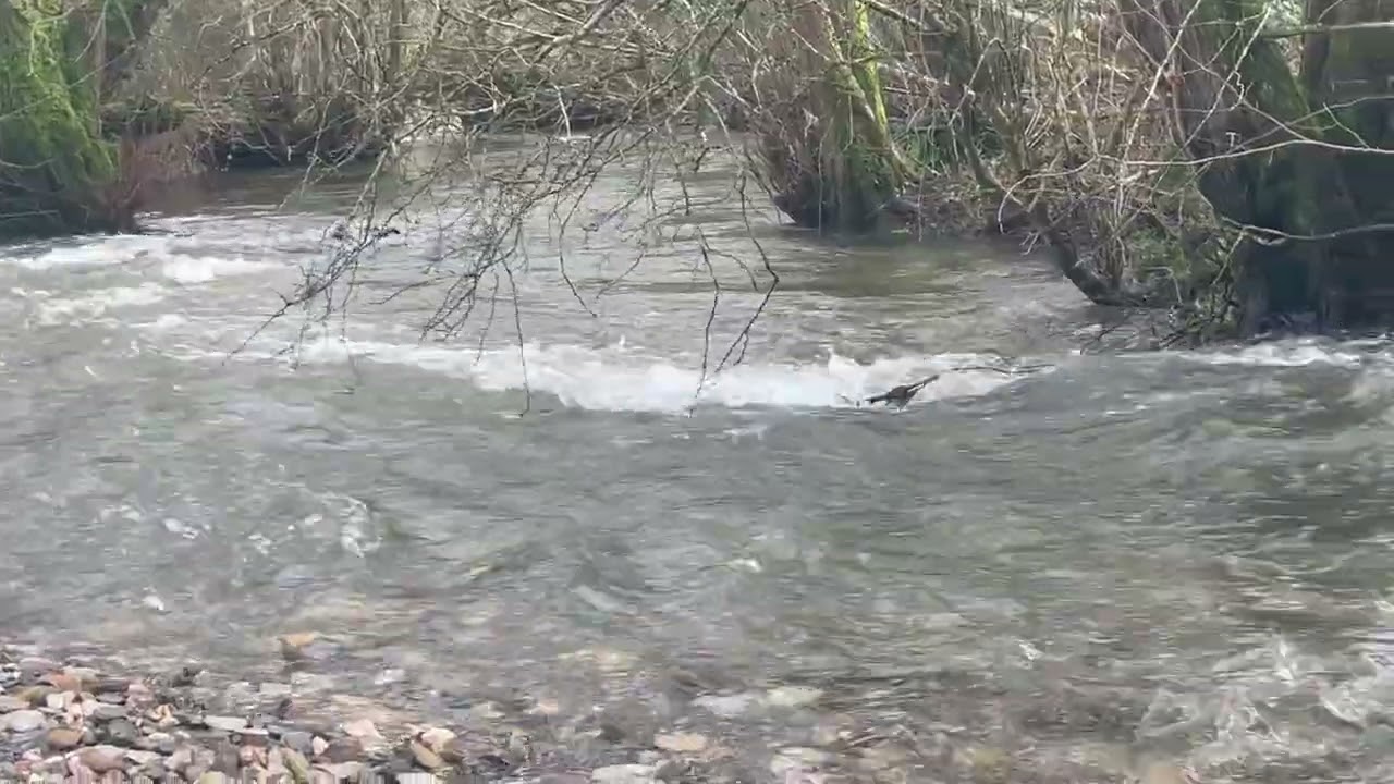 Flowing Stream #22