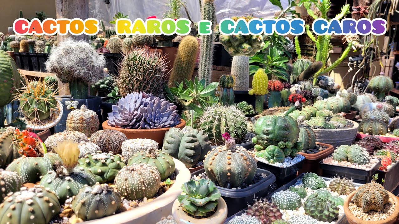 Os cactos mais raros e caros da coleção. #plantas #cactus #jardimdecactos #cactos #flores 