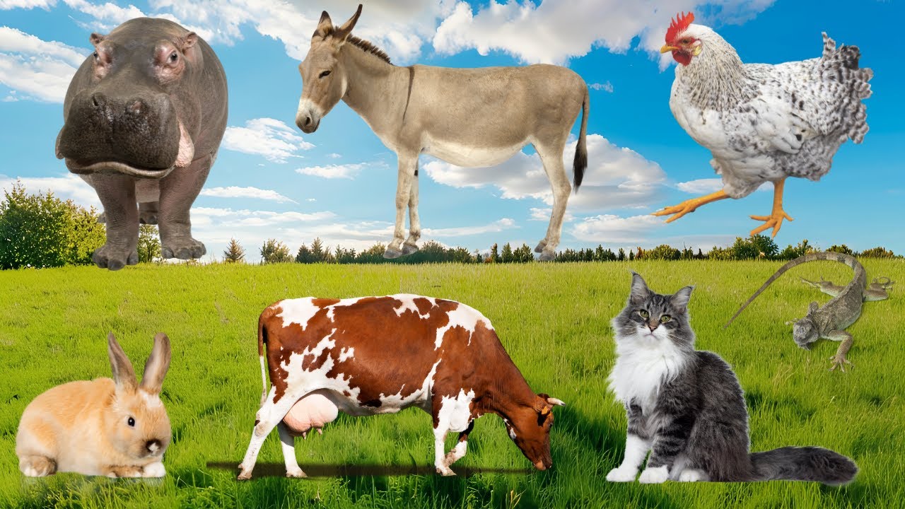 Sonidos De Animales De Granja: Gato, Perro, Gallina, Vaca, Caballo&ndash; Video de Animales