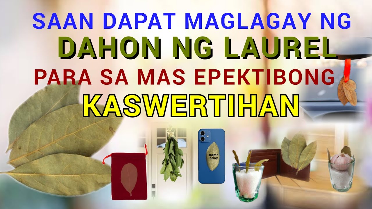 SAAN DAPAT MAGLAGAY NG DAHON NG LAUREL PARA SA MAS EPEKTIBONG KASWERTIHAN?