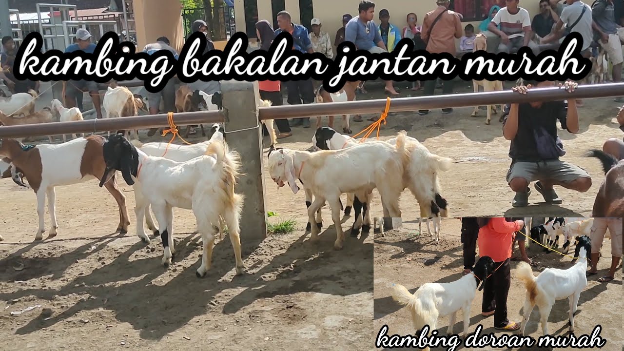 HARGA 1JUTAAN! KAMBING BAKALAN JANTAN,BETINA!! HARGA MURAH! PASAR HEWAN SUMBERLAWANG SRAGEN.