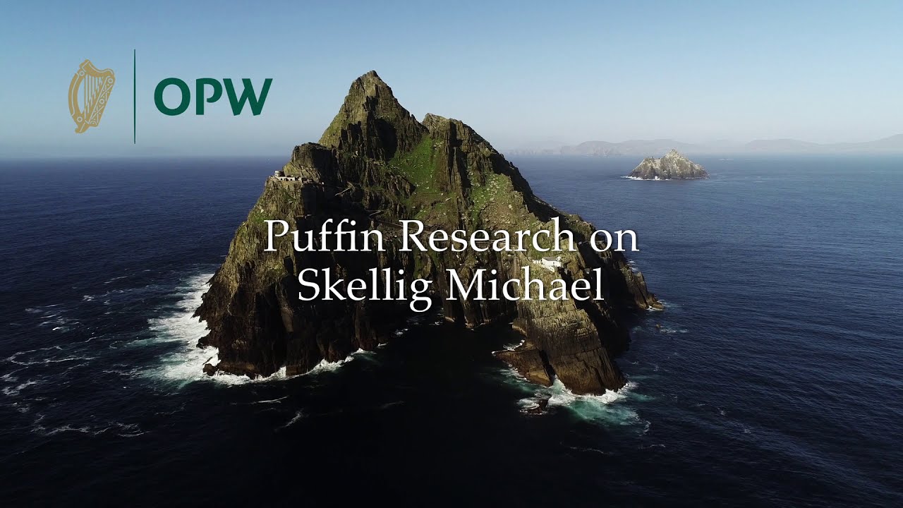 Puffin Research on Skellig Michael