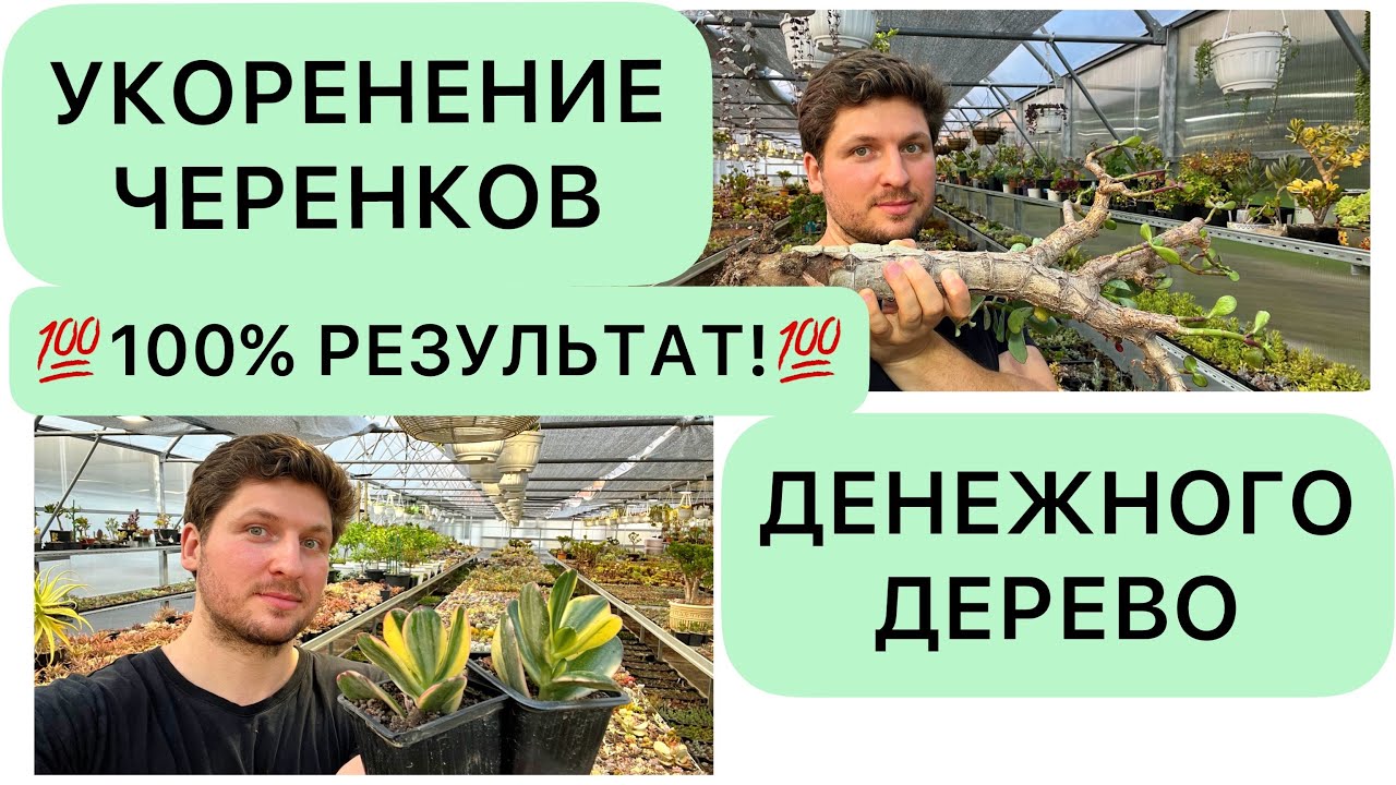 💯 СУПЕР СПОСОБ 💯 УКОРЕНЕНИЯ ЧЕРЕНКОВ ДЕНЕЖНОГО ДЕРЕВА ДРЕВОВИДНЫХ КРАССУЛ ТОЛСТЯНКИ CRASSULA OVATA