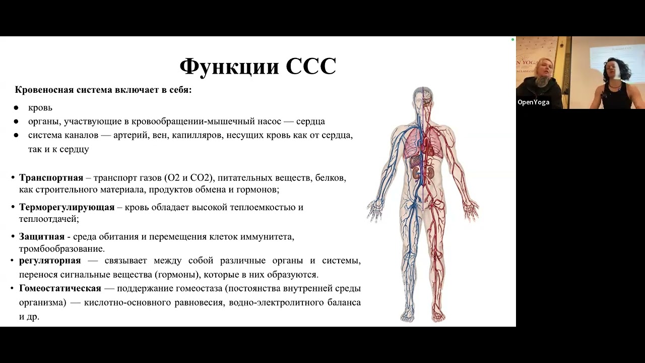Кровь.состав крови. влияние йоги на кроветворную систему. 20260221