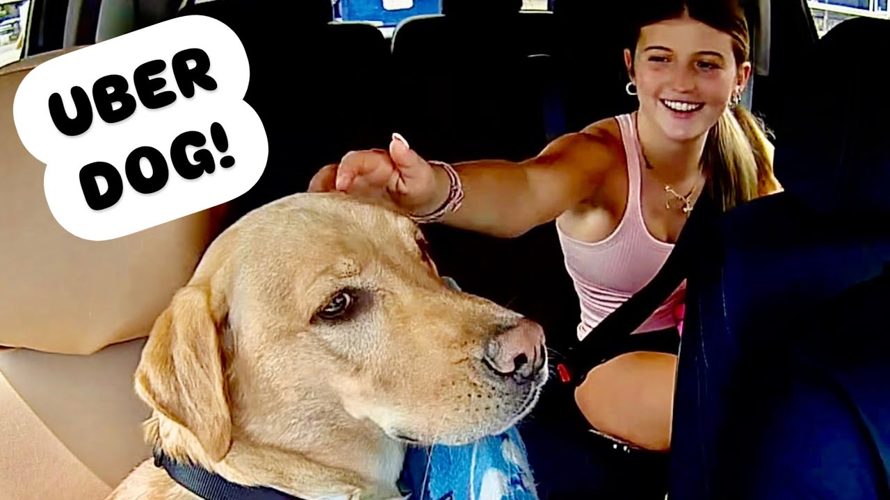 Surprising Uber Passengers with a PUPPY!
