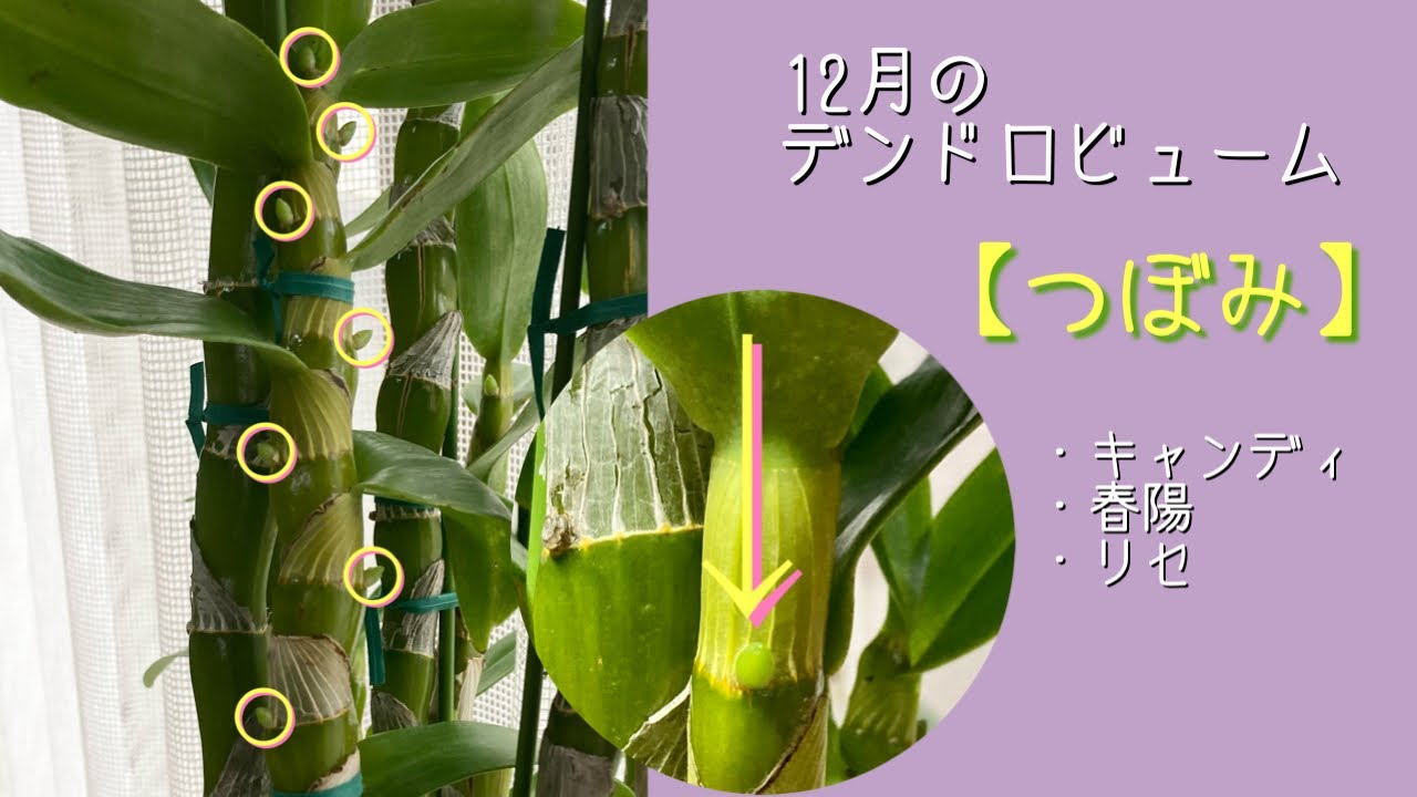 2022年12月2日　12月のデンドロビューム　古いバルブに花芽が付いた株　花芽の出る場所　花芽の付き方　花芽の切り方　リンドレイの報告