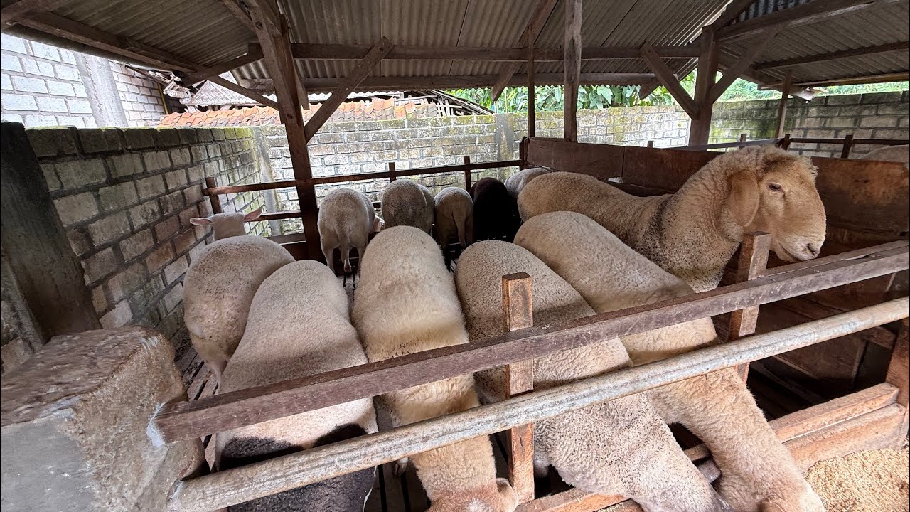 Domba Cros texsel redy harga terjangkau 