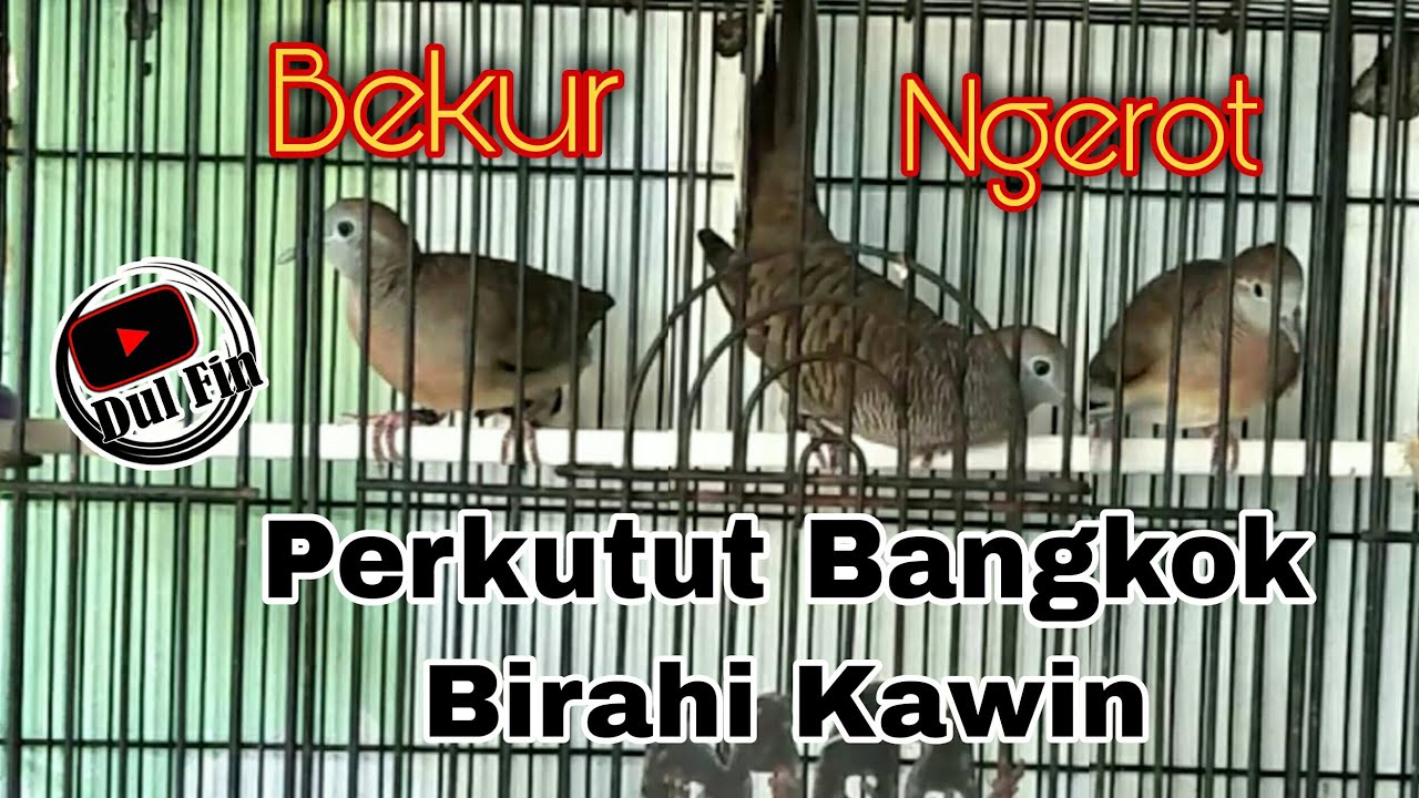 Pancingan Birahi Perkutut Bangkok Di Jamin Bekur Ngerot
