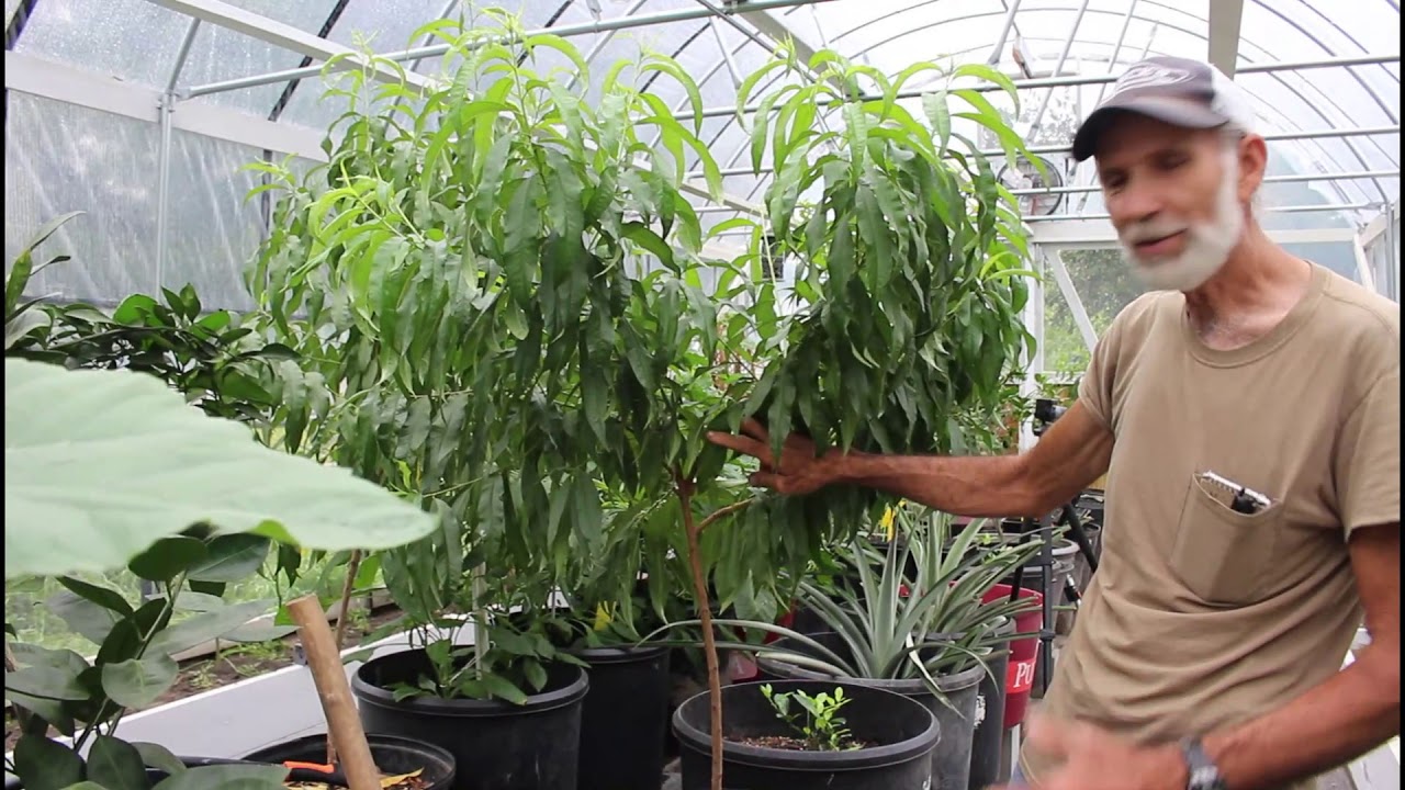 TOUR of Our GREENHOUSE/HIGH TUNNEL