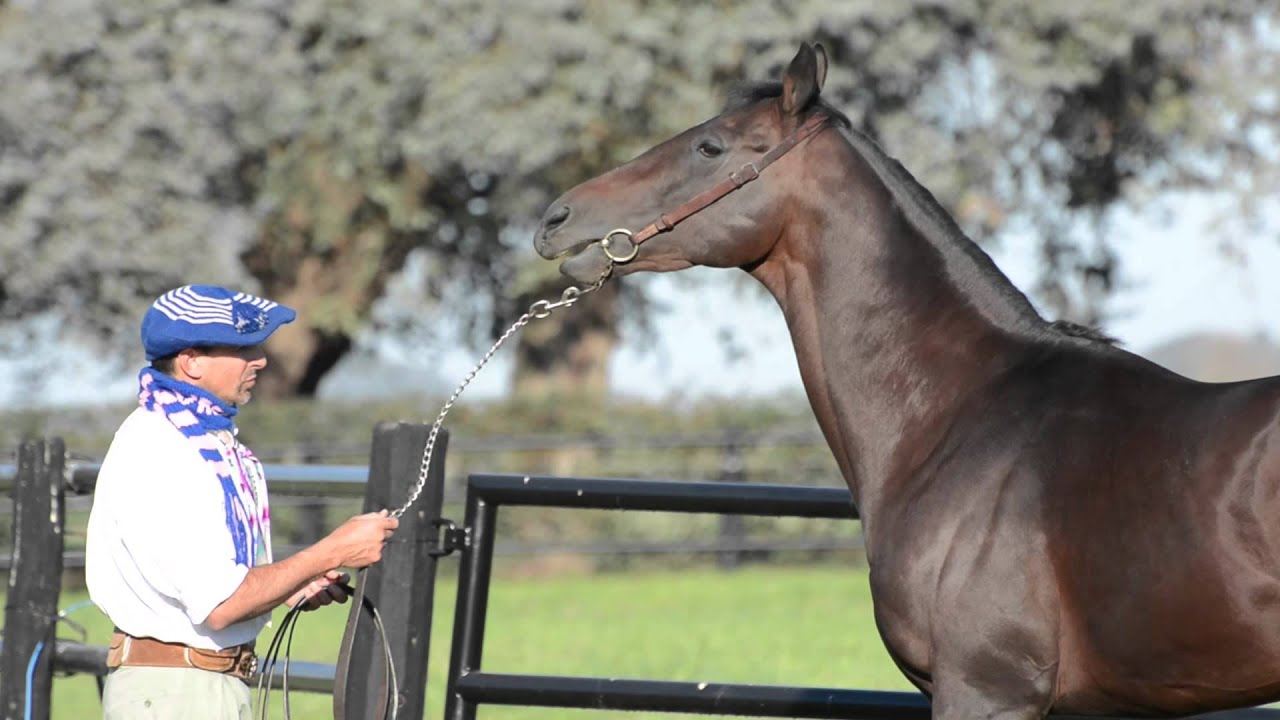 HARAS VACACION presentación