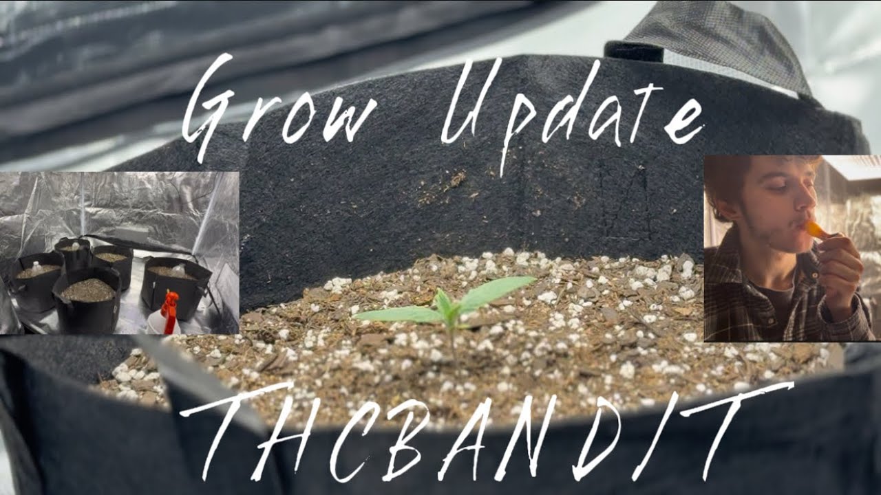 Purple Punch Grow Update! (Barney&rsquo;s Farm Grow Sesh)