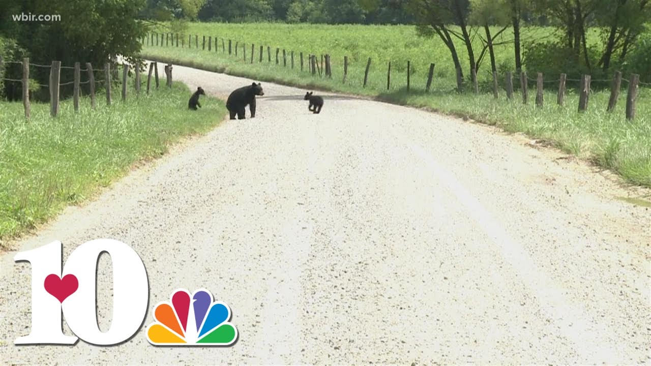 East Tennessee man explains bear history in the Smokies