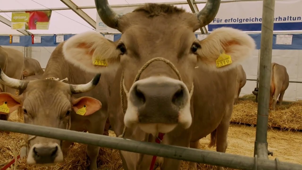 BRUNA OB 2022 2. & 3. Laktierende Kühe Original Braunvieh