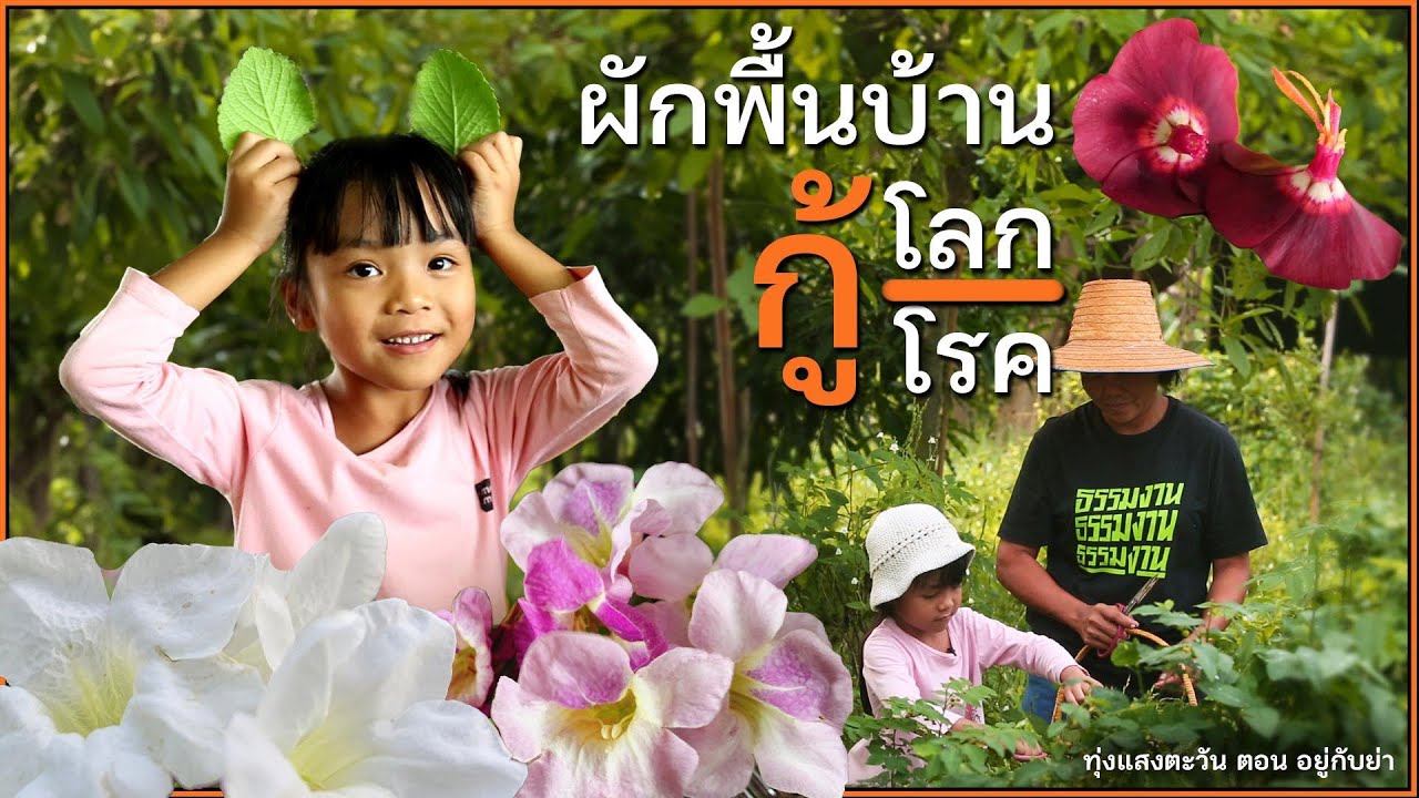 อยู่กับย่า I ทุ่งแสงตะวัน 9 ธ.ค.66