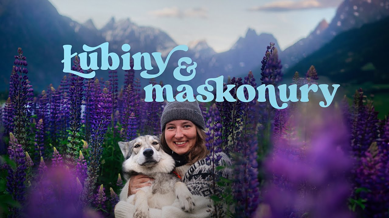 Oglądamy maskonury na wyspie Runde! Najlepsze miejsce w Norwegii 🇳🇴🦅