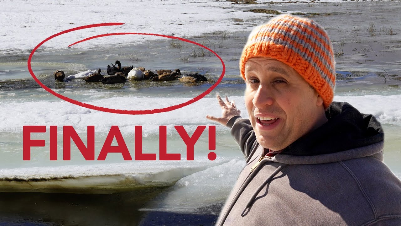 We dug a Duck Pond. It&rsquo;s FULL now! (Why it takes 9 months)
