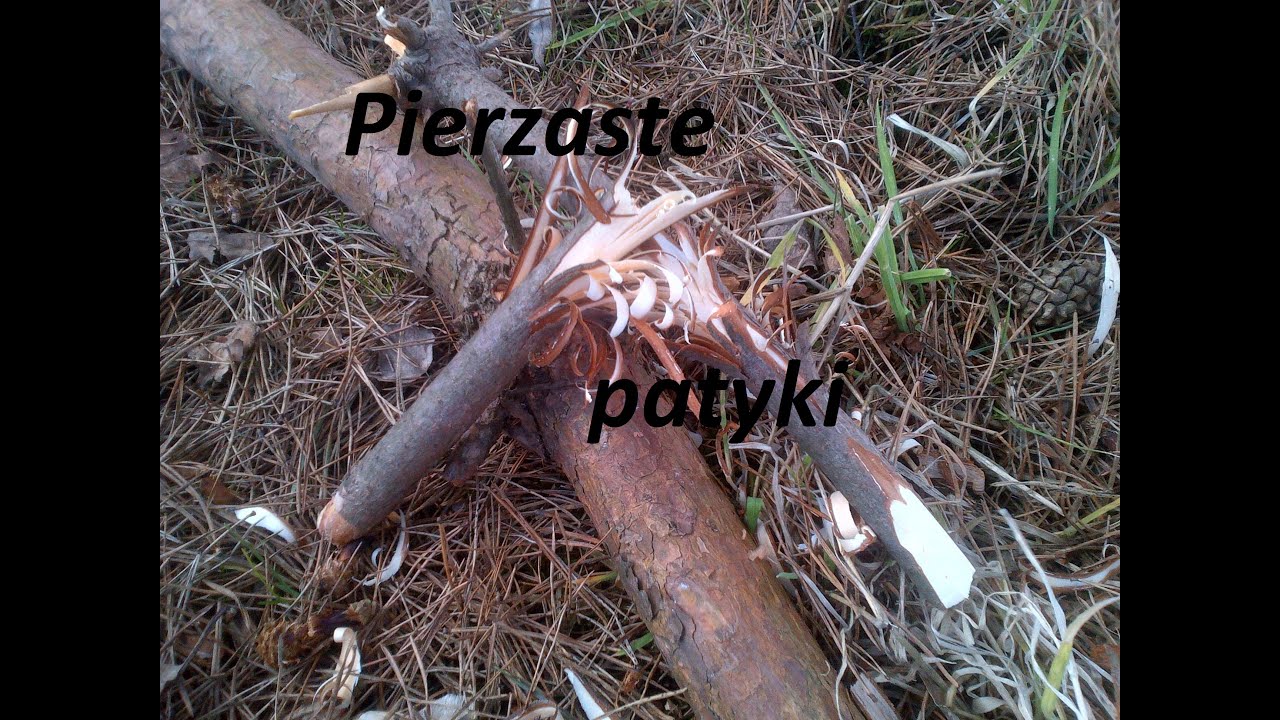Pierzaste patyki - survival .
