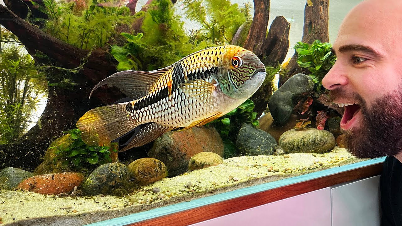 MD FISH TANKS **RE-VISIT** NEW STUDIO TOUR 2024