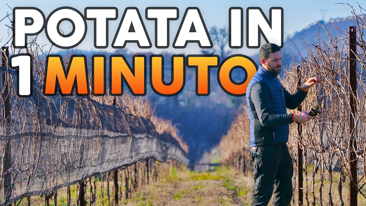 Potare la vite a GUYOT: tecnica SEMPLIFICATA!