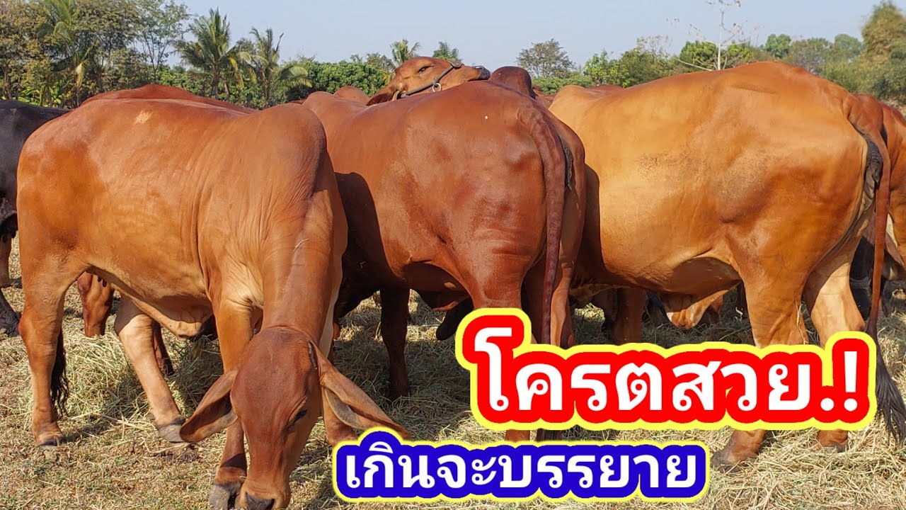โครตสวย.! เกินจะบรรยาย ถ้าคิดจะเริ่มเลี้ยงต้องซื้อฝูงนี้#พูดจาภาษาวัว