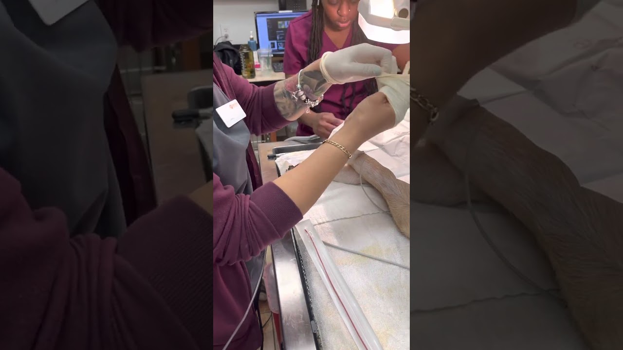 Penn Foster VT Program : REV2101 : Skill 17 - Male Catheterization
