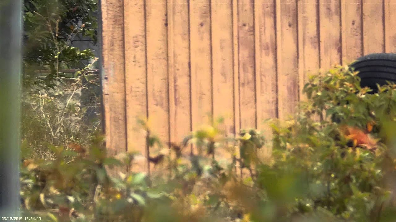 ( Fish )airsoft sniper scope cam 2
