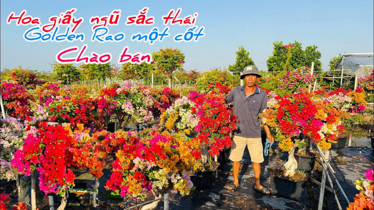 Hoa giấy ngũ sắc thái,golden Rao một cốt chào bán hoa Tết..09/02😘📲 0708.749.452.Thanh-Hùng 