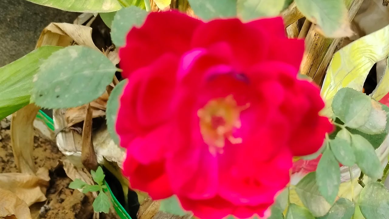 khushboo Garden is live!