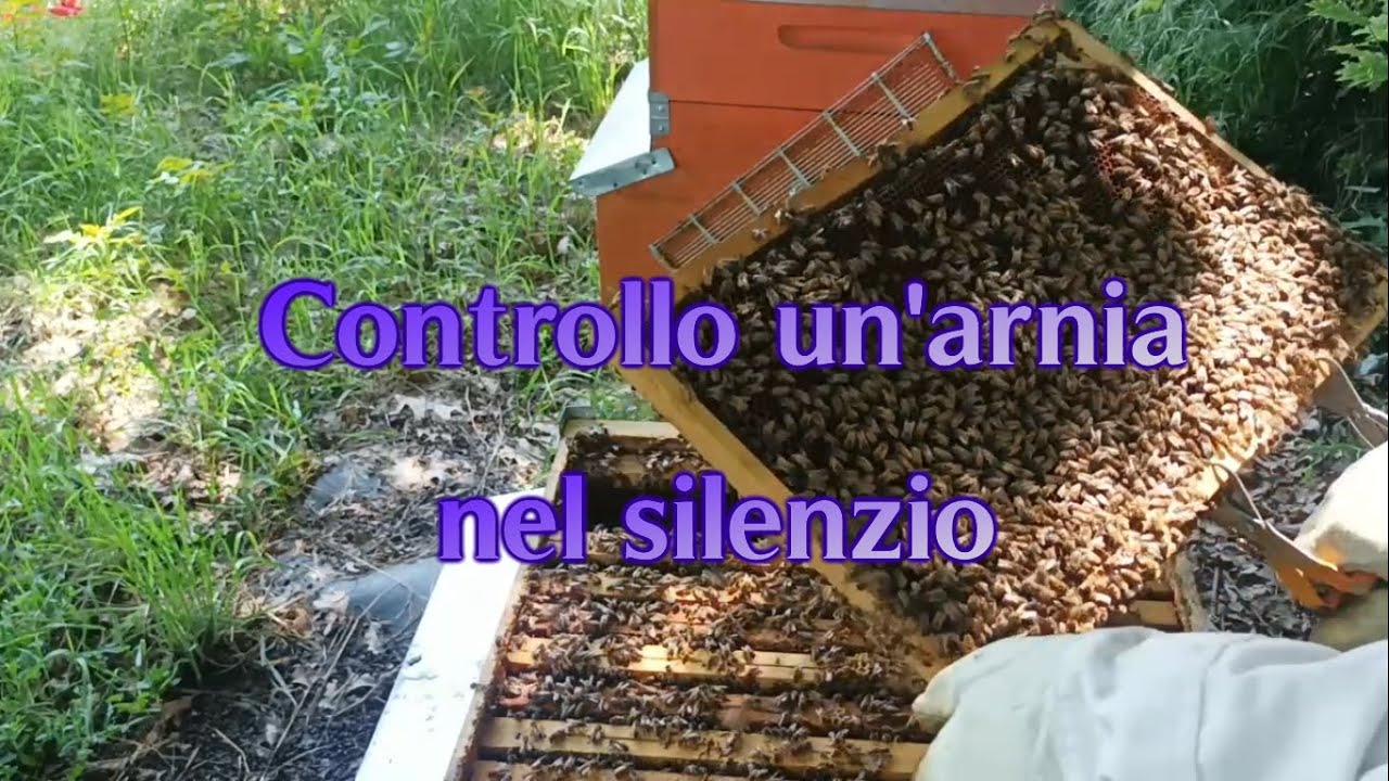 Visita ad un'arnia in silenzio, solo ronzio e natura.