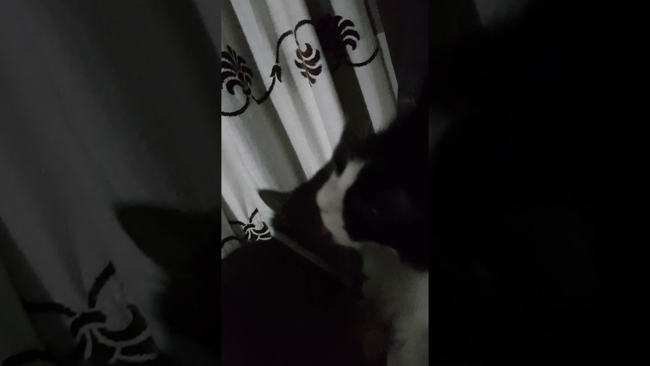 Momol Nights - How do cats kiss each other